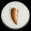 Dromaeosaur (Raptor) Tooth From Morocco #5054-1
